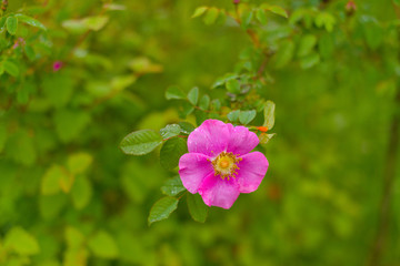pink flower