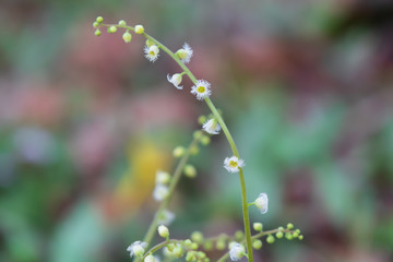 Bishop's Cap wildflower close-up