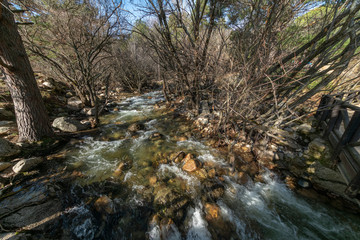 Manzanares river water stream going down in between the trees inside the forests of La Pedriza at Guadarrama National Park in the countryside of Madrid an amazing environment in the mountains
