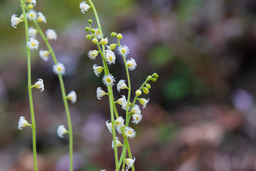 Bishop's Cap wildflower close-up