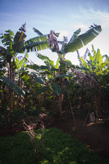 Banana trees in a yard on a sunny day. 