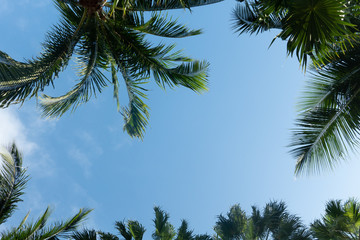 palm trees branches and blue sky