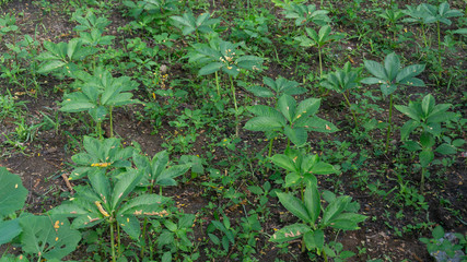 Amorphophallus muelleri, a type of tuber from the taro family and the like with many benefits for cosmetic ingredients and other