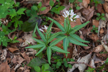 White wildflowers in the forest
