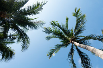 Fototapeta na wymiar coconut palm tree