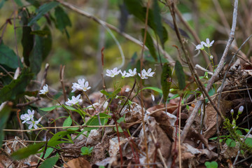 White  wildflowers in the forest