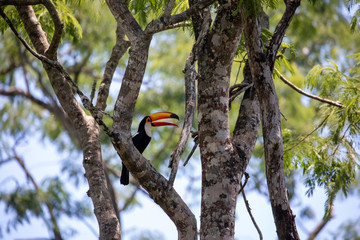 Toucan