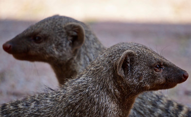 Mongoose in Waterberg Plateau National Park - Namibia