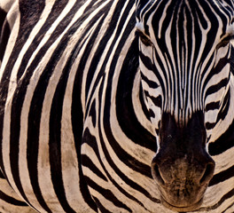 Fototapeta na wymiar Zebra in Amboseli National Park - Kenya