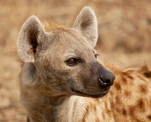 Hyena in South Luangwa National Park - Zambia