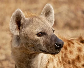 Tuinposter Hyena in South Luangwa National Park - Zambia © Doctor Livingstone