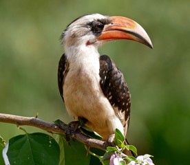 Red Billed Hornbill in Amboseli National Park - Kenya