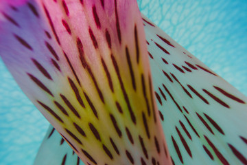 Neon flora - flower composition 