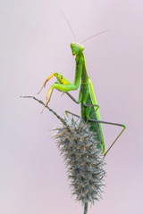 European mantis