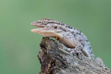 Tarentola mauritanica