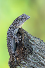 Tarentola mauritanica