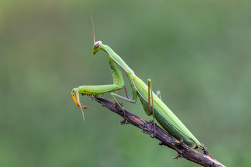 European mantis