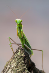 European mantis