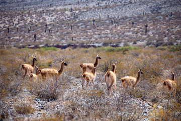 Guanaco