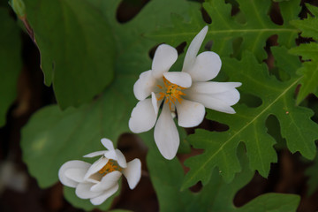Bloodroot wildflower close-up
