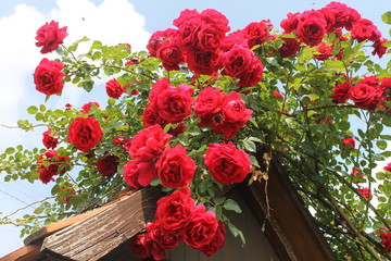 Fototapete bei efototapeten.de bestellen   