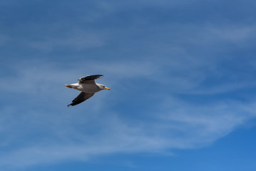 Seagull in blue sky clouds. Seagull flying in blue sky.