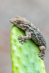Tarentola mauritanica