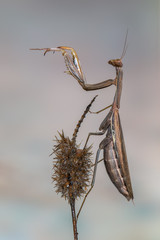 European mantis