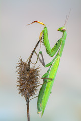 European mantis