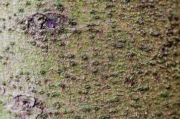 background, close-up of tree bark, Alnus insana, alder