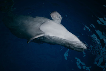 beluga whale in the blue water