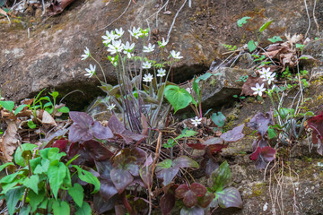 White and yellow wildflowers on rocks