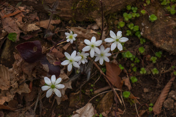 White and yellow wildflowers in the forest