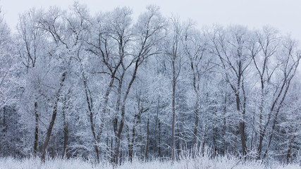 Fototapeta na wymiar Trees with frost. Winter