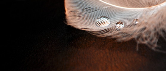 Water drops close up on the white feather. Black background. 