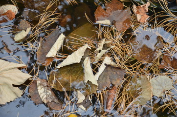 Autumn fallen foliage of vine and pine needles in a pond.