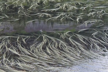 laghetto di montagna con libellula