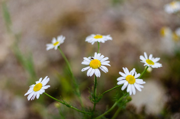 Autumn landscape. A fly on a daisy in a field close up