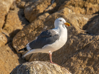 Western Gull