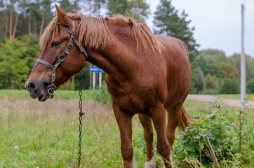 Naklejka na ściany i meble Close-up. One happy horse grazing on an autumn pasture.