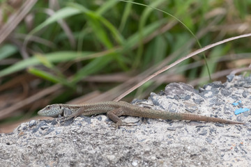 Naklejka na ściany i meble Lizard stands on pebbles in the background high grass, Spain