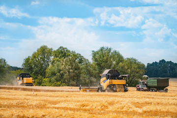 Obraz premium Combine harvester in action on wheat field. Process of gathering ripe crop from the fields. agricultural technic in field. Special technic in action. Heavy machinery