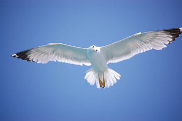Möve