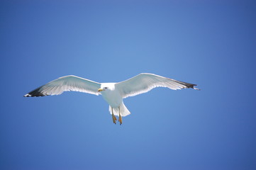 Fototapeta premium Möve