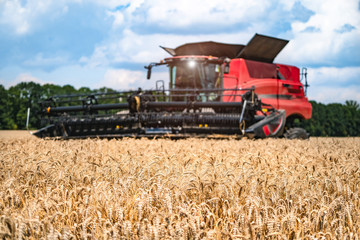 Fototapeta premium Agriculture machine harvesting crop in fields, Special technic in action. agricultural technic in field. Heavy machinery, blue sky above field.