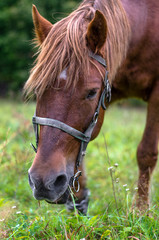 Naklejka na ściany i meble Close-up. One happy horse grazing on an autumn pasture.