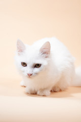 White cat with different eyes lying on a chair