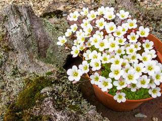 Small white flowers in a flower pot with garden decoration, selective focus