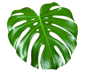 Monstera green juicy fresh leaf isolated on a white background