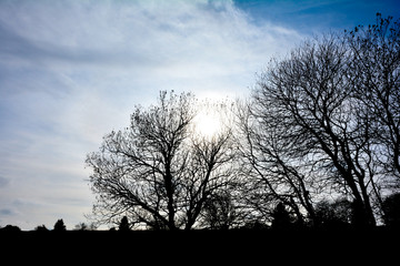 Silhouette of sparse trees with sun and sky
